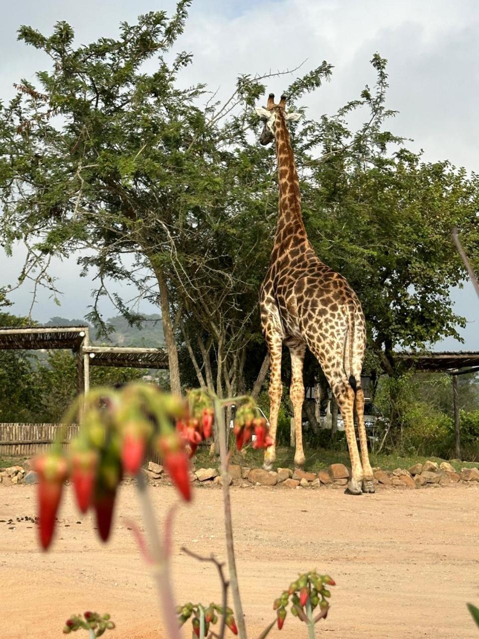 Ndhula Luxury Tented Lodge 白河 外观 照片